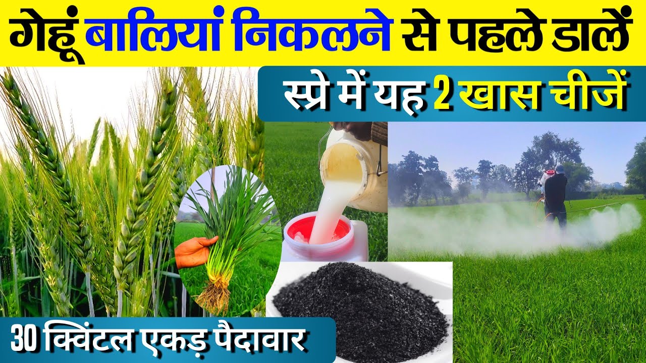 गेहूं बालियां निकलने से पहले यह 2 खास चीजें स्प्रे करें फिर देखें चमत्कार🌾gehu me npk kab spray kare