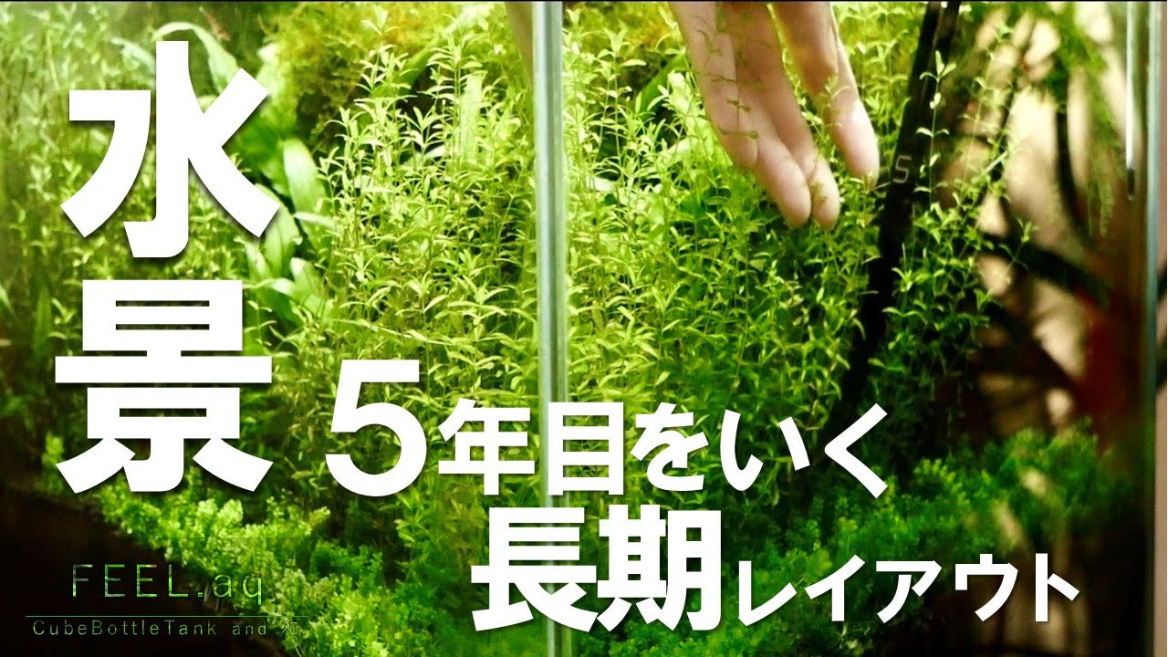 【アクアリウム】5年目をいく水景トリミングの様子を紹介します