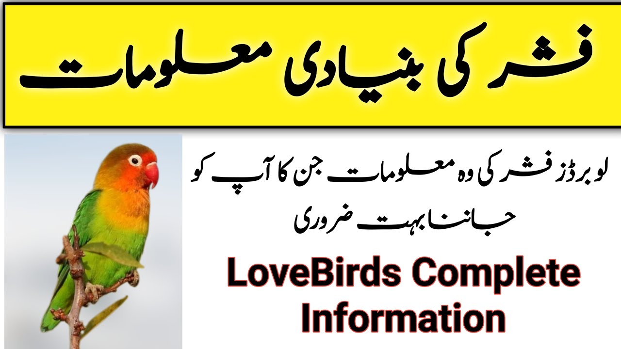 Complete Information about Fisher | Agapornis Fisher | Agapornis Personata