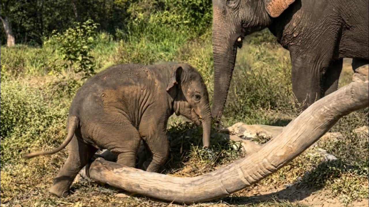 So Funny! Cute Baby Elephant Having the Best Time With a Log