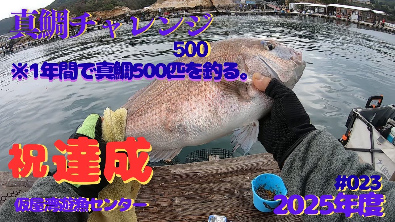 2025年   第23回釣行　仮屋湾遊漁センター　年間釣果　真鯛５００枚達成！！　　2025年の目標にした、真鯛を５００枚釣るを本日達成しました！水中映像もあります！