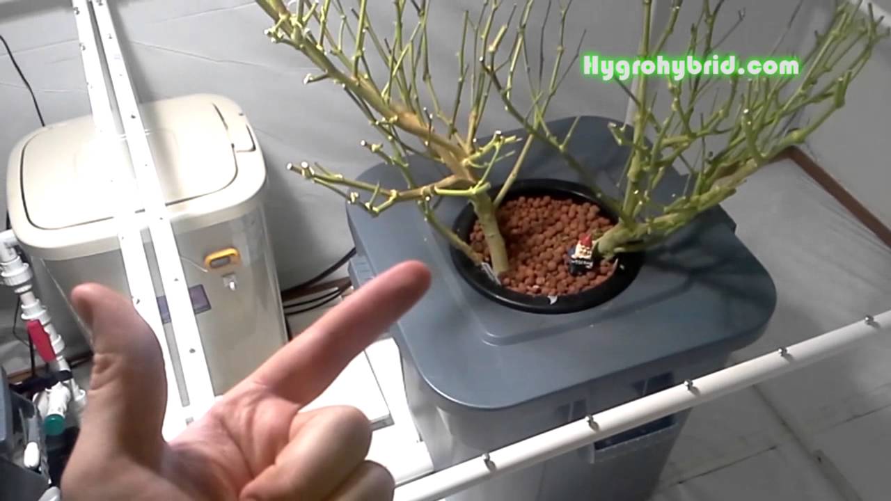 What Is SOG & SCROG