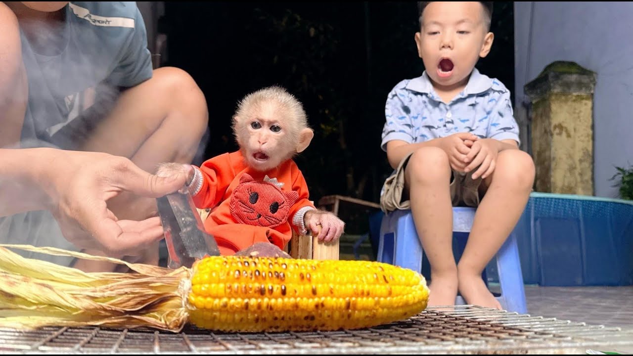 Bedtime Hunger! Smart Baby Monkey Lulu Gets Corn and Has Dad Grill It for a Cozy Night