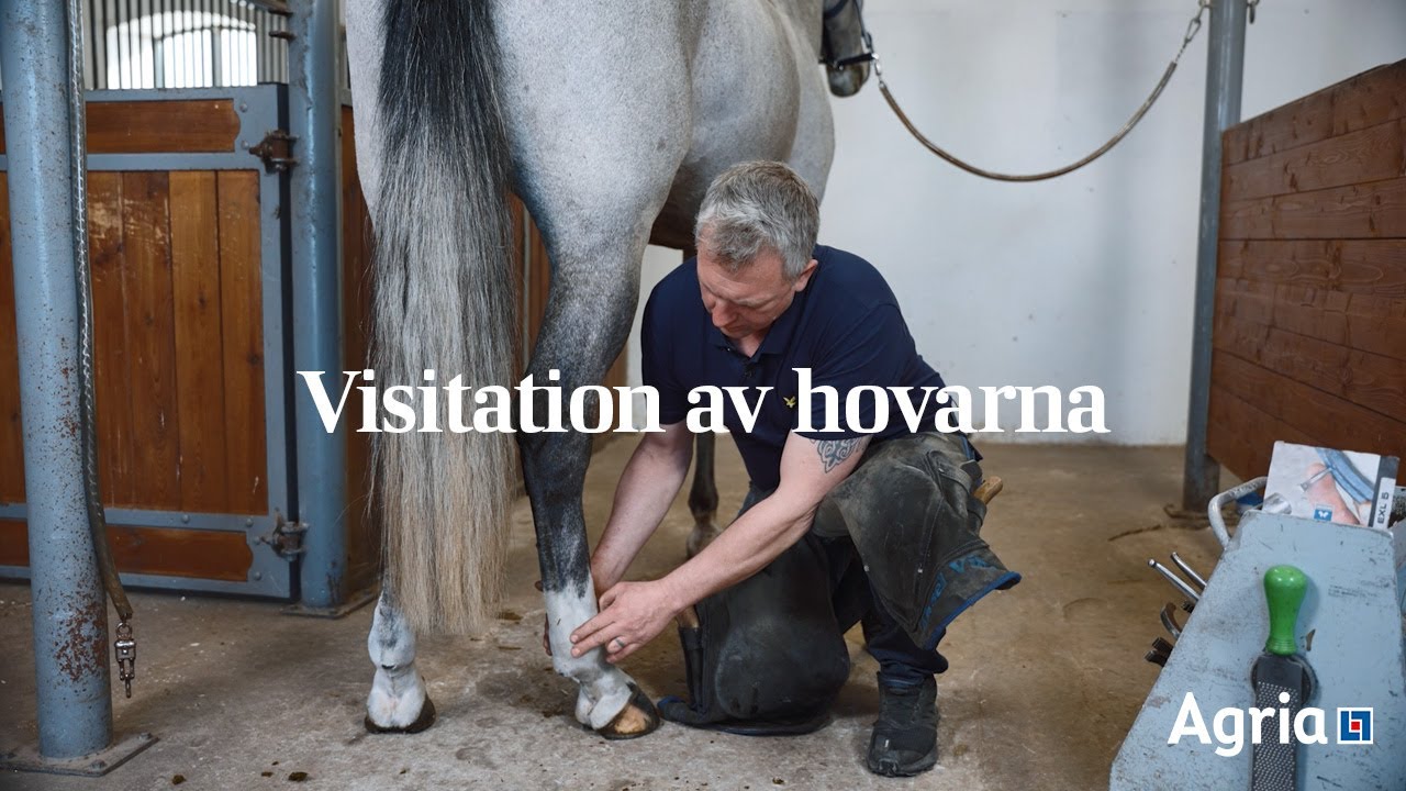 Hovslagaren: Så visiterar du hästens hovar