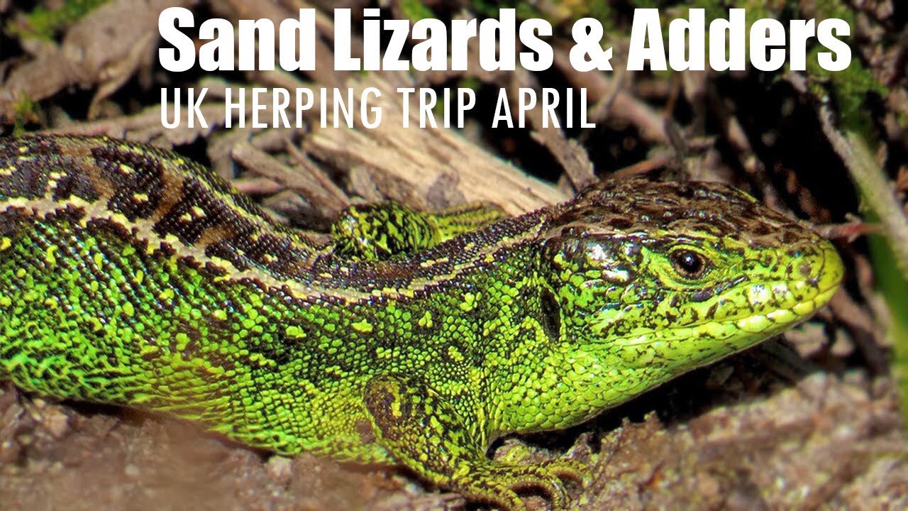 SAND LIZARDS And ADDERS - Herping Trip April 2024 | Day One (UK)