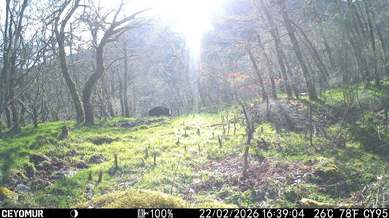 Los jabalís van a 100. Enero-Febrero