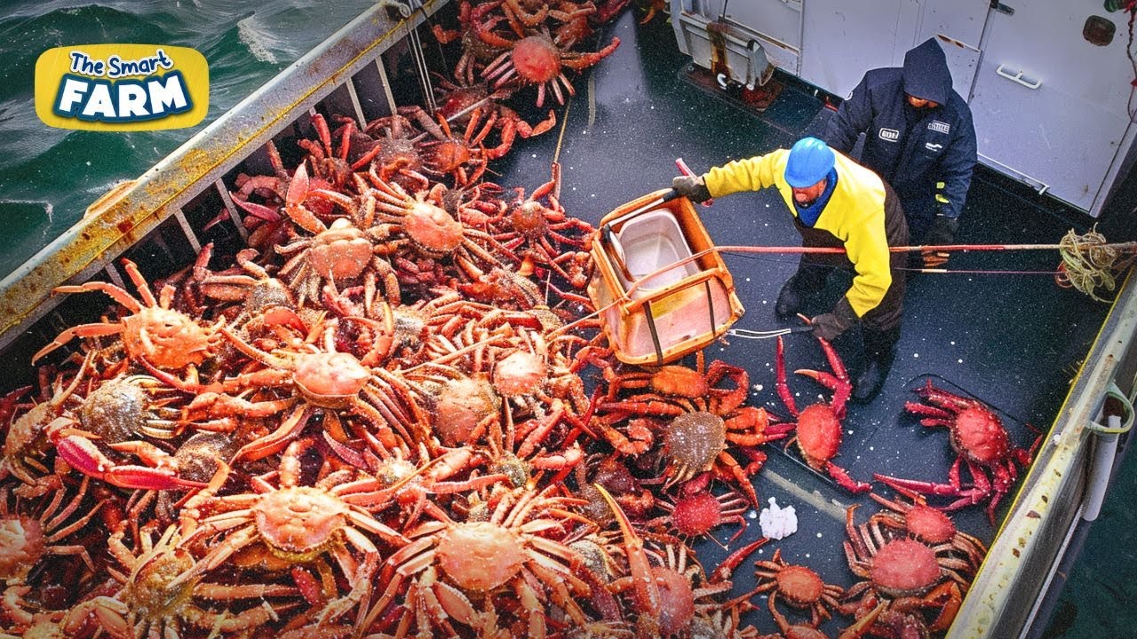 УДИВИТЕЛЬНАЯ ловля королевского краба | Узнайте о промысле тонн аляскинского красного королевског...