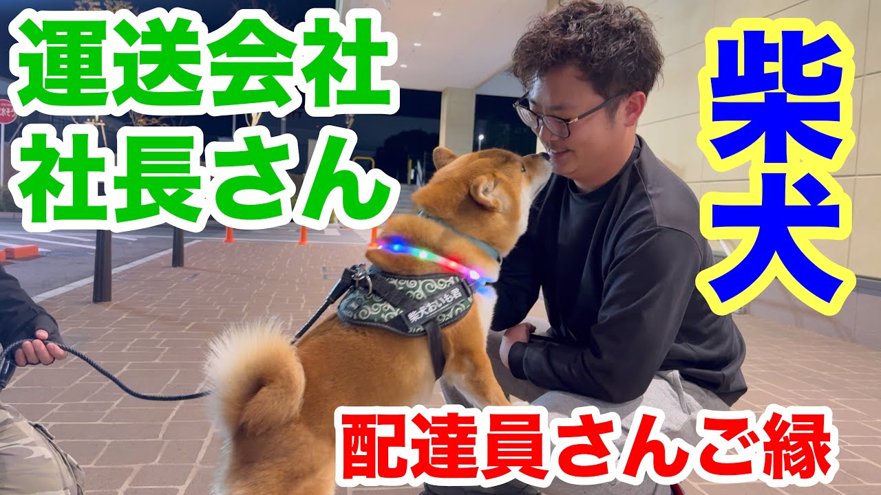 【柴犬】配達員さんとのご縁 社長さんと再会！