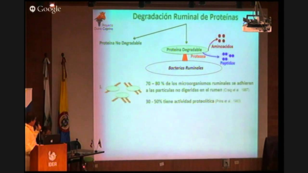 Metabolismo del nitrógeno en el rumen, Trópico Medio.