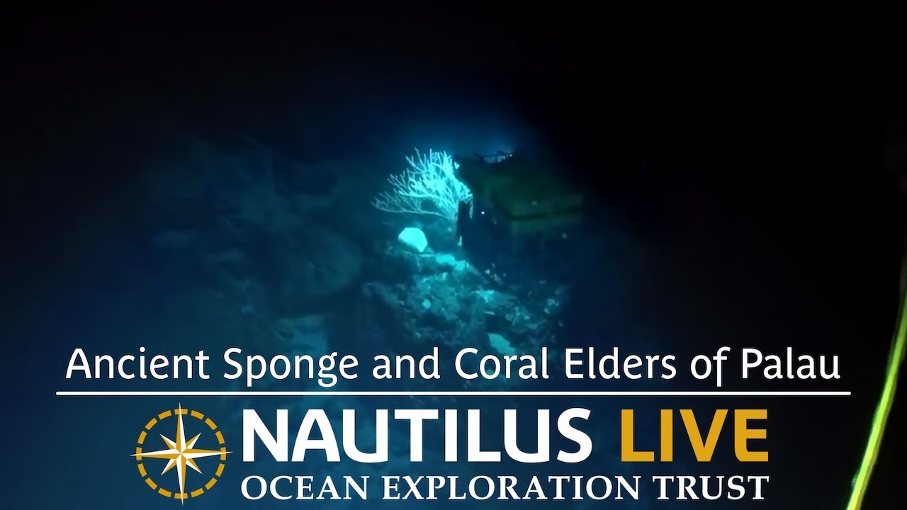 Ancient Sponge and Coral Elders of Palau | Nautilus Live