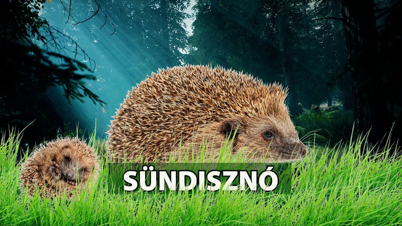 Vadkaland - A SÜNDISZNÓ