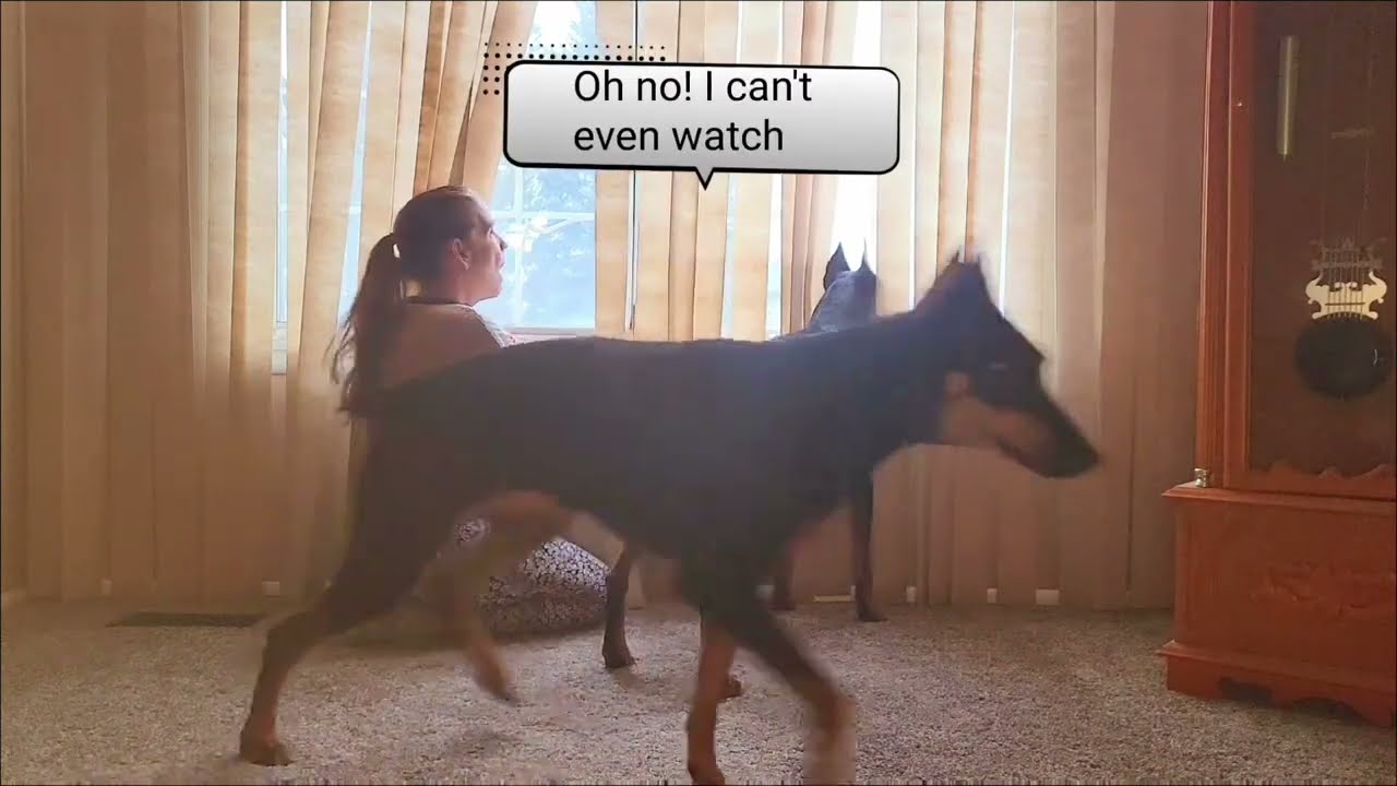 🔥 My Guard Dogs On Alert -  I’m just here for moral support ❤️ 