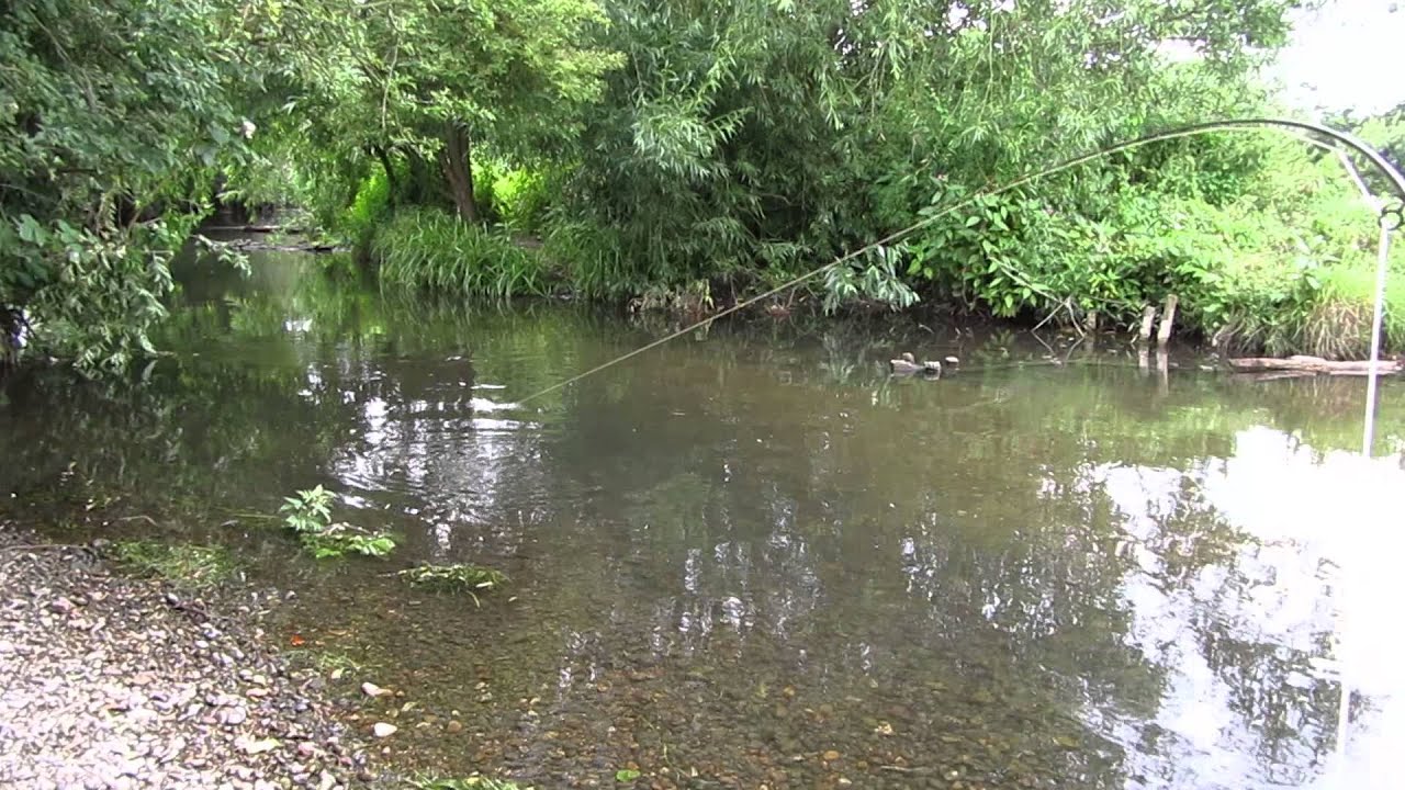 Big chub on 2wt fly rod, dry fly / bug