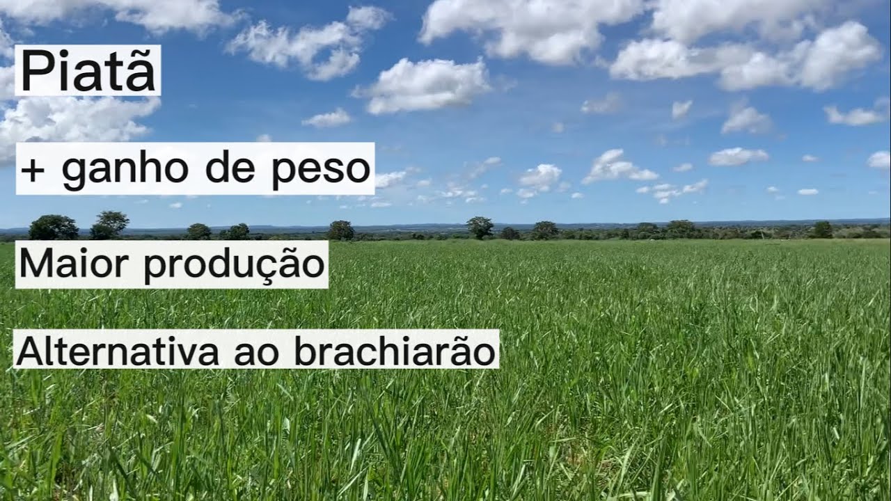 PIATÃ - CAPIM RÚSTICO E PRODUTIVO - 120 DIAS