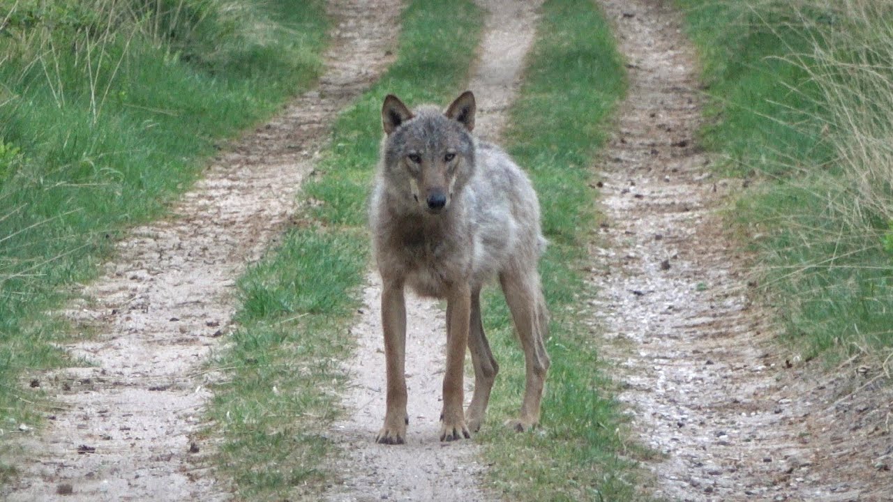 De Wolf &ndash; In Stilte Aanschouwd | Mijn tweede ontmoeting met een wilde wolf