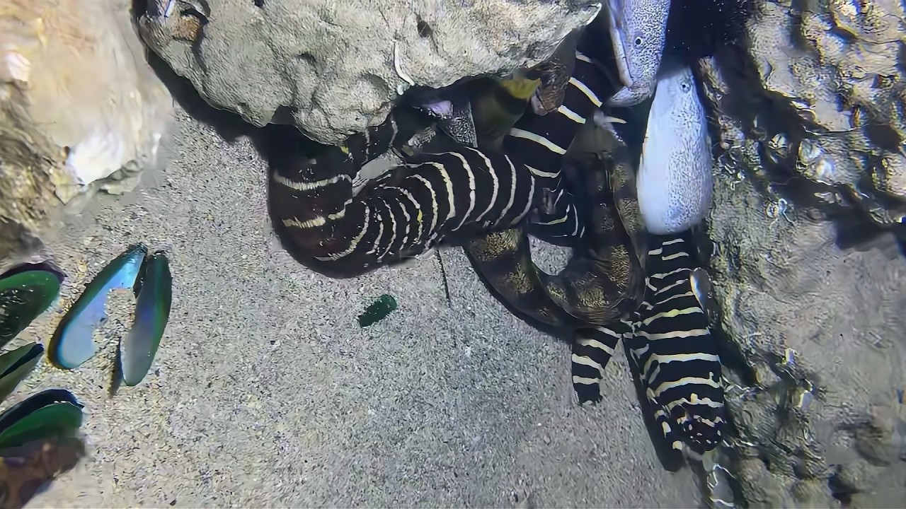Diving to catch seafood, look how many I caught!！QU0108 #diving #fishing #lobster