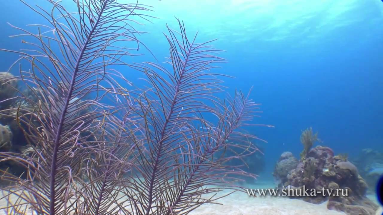 Подводная охота на Кубе часть 1. Spearfishing in Cuba