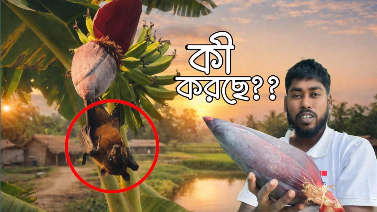 গ্রামবাংলার কলা বাগান 🌿 | কলার তৌরা সংগ্রহ | Bangladeshi Village Vlog 