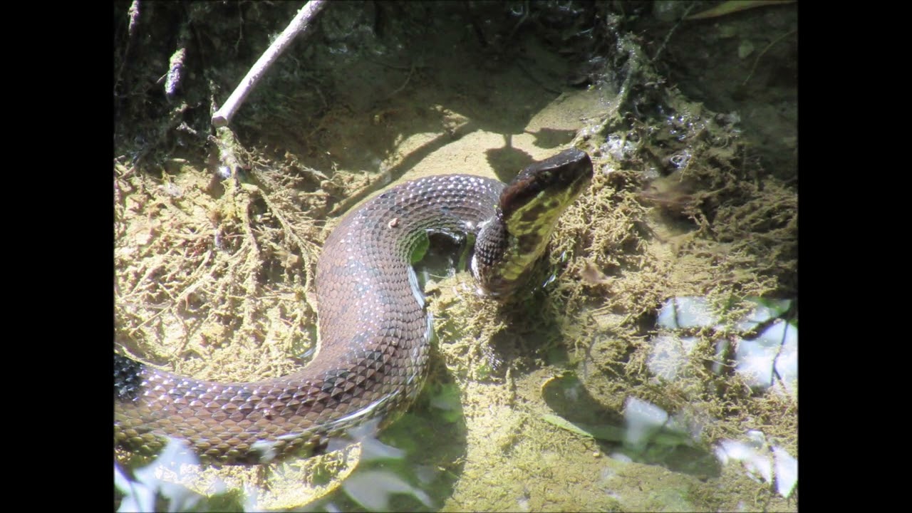 Opposite of Blink- 'Heard Natural Science Museum & Wildlife Sanctuary (McKinney, Texas)'
