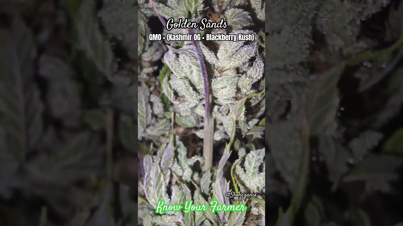 Golden Sands: GMO &times; (Kashmir OG &times; Blackberry Kush) Indica Dom Humboldt 2024 Crossbreed, Day 65 Bloom