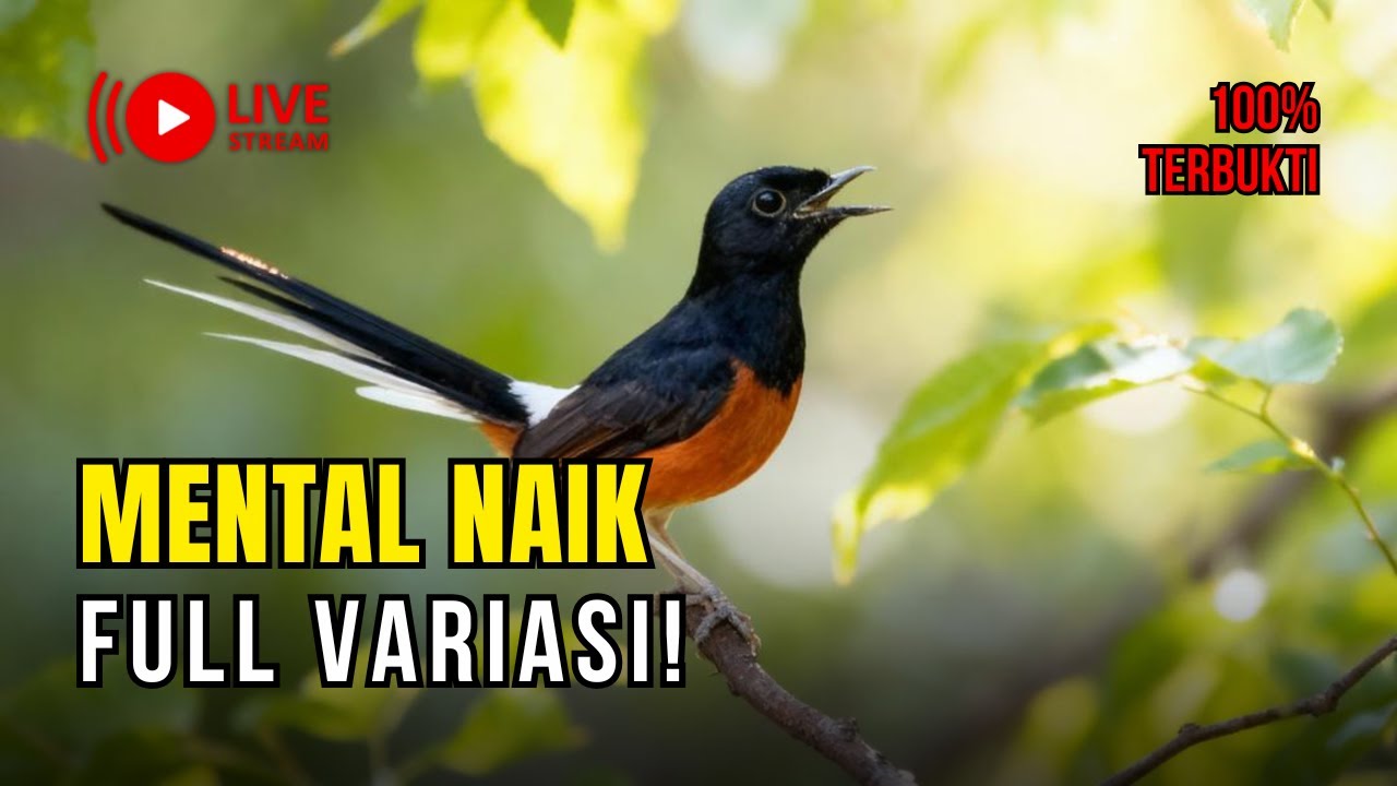 🔴 LIVE 31 - Murai Batu Auto Ngerespon – Cocok Buat Pemasteran Harian
