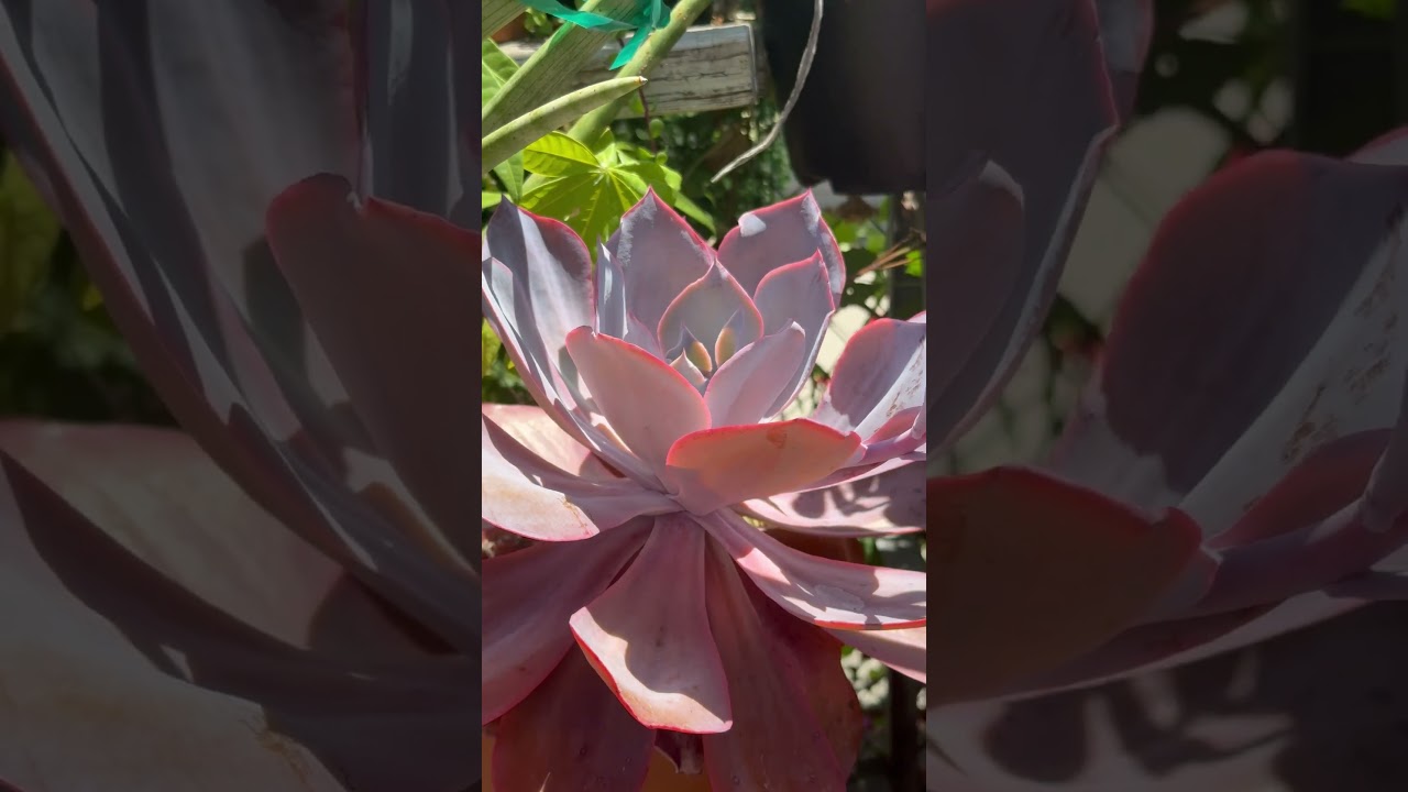 Stunning Purple beauty:  Echeveria hybrid 