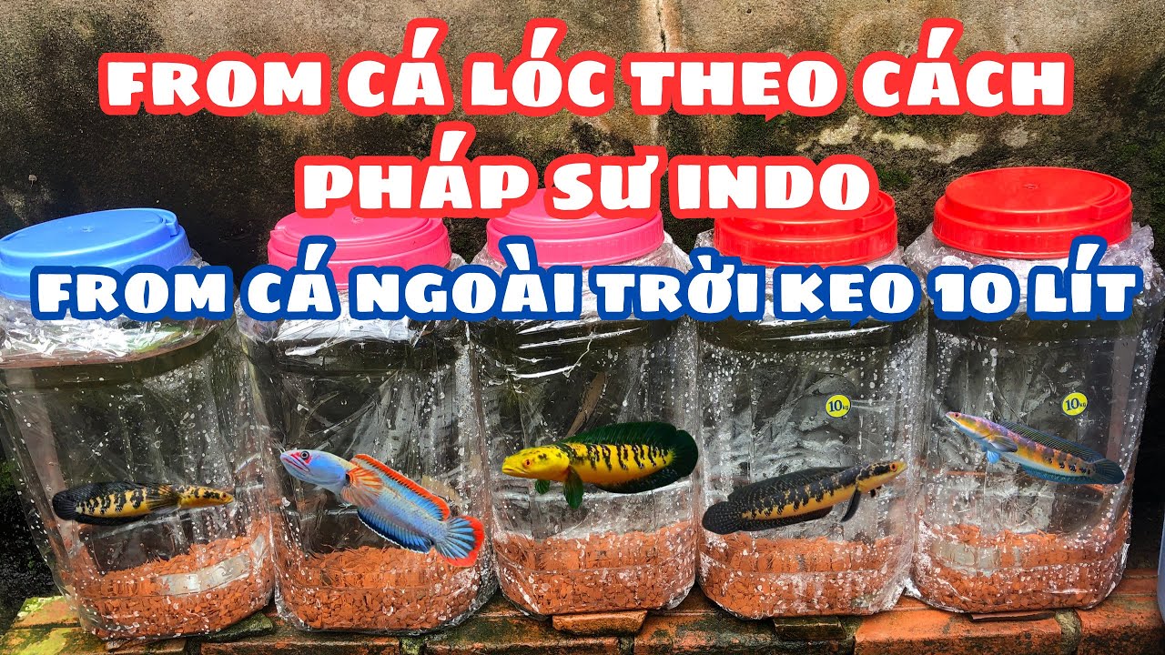 From Cá Lóc Ngoài Trời Như Mấy Anh Pháp Sư Indo Bằng Keo 10 Lít