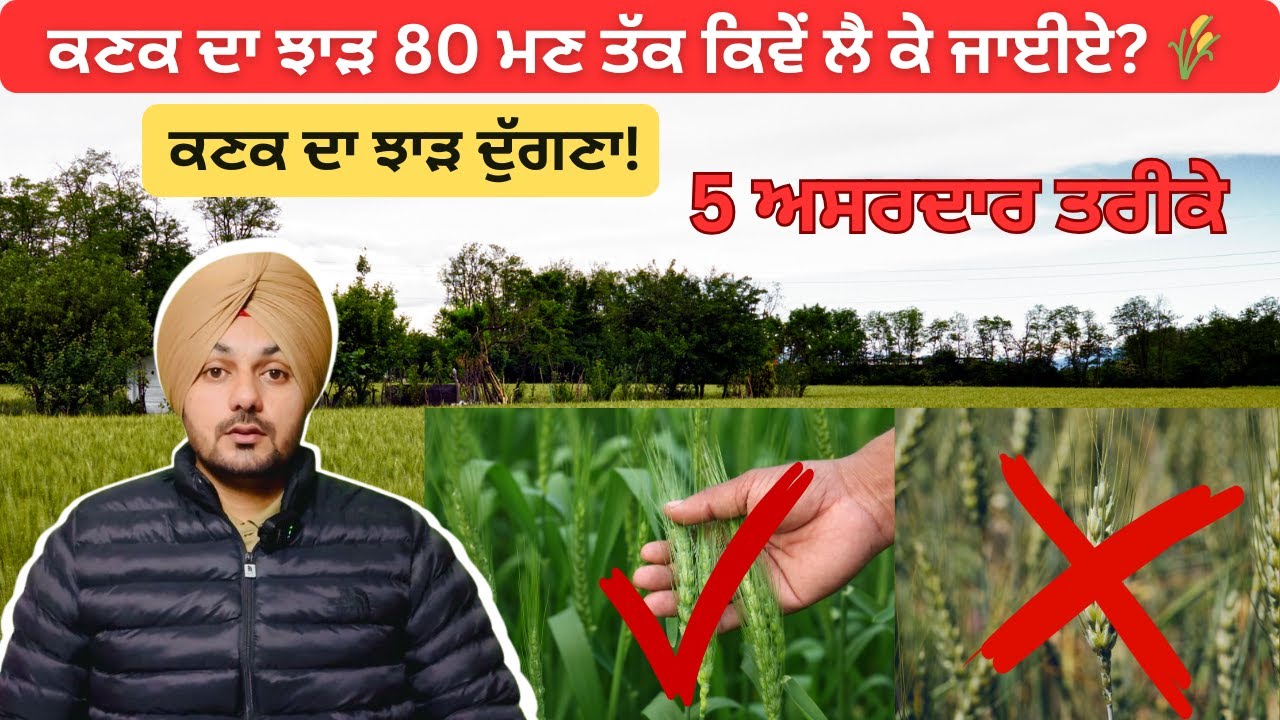 ਕਣਕ ਦਾ ਝਾੜ ਵਧਾਉਣ ਦੇ 5 ਗੁਪਤ ਤਰੀਕੇ 🔥 | Kanak di Kheti 2026 #ManjotTV