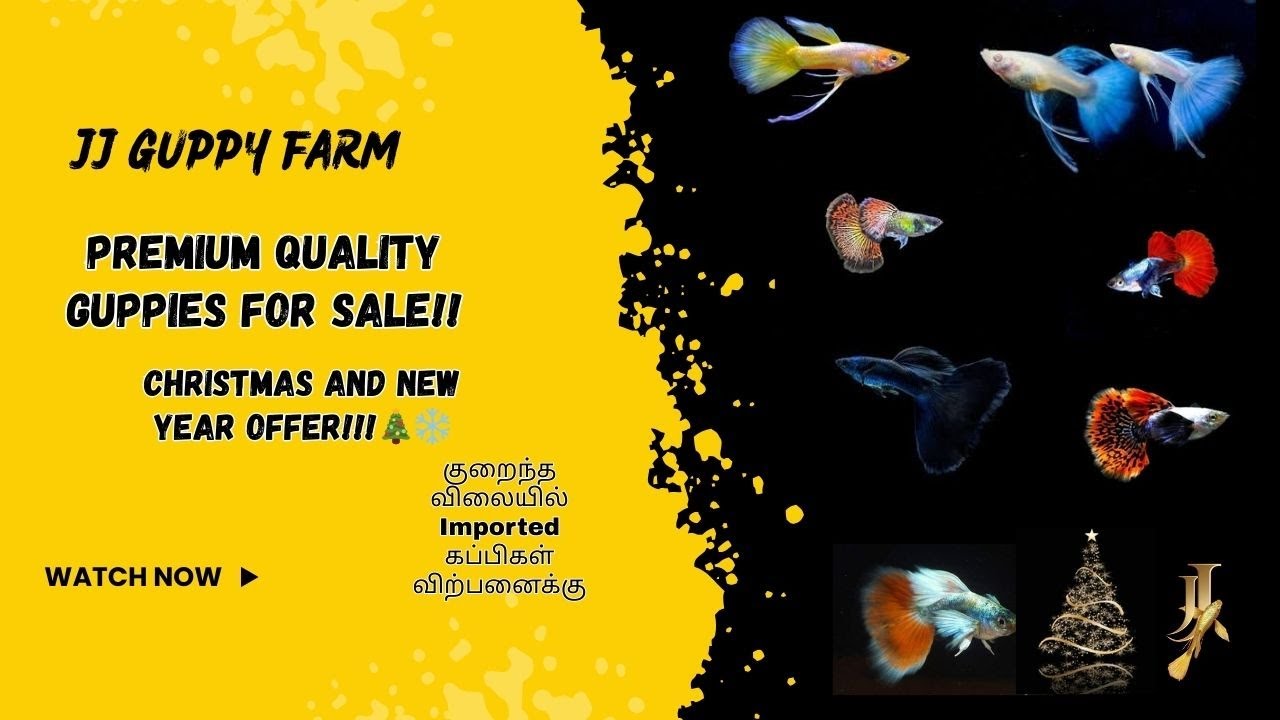 🎄CHRISTMAS AND NEW YEAR OFFER💥! –குறைந்த விலையில் Imported கப்பிகள் விற்பனைக்கு!!💥#guppy #sale #fish