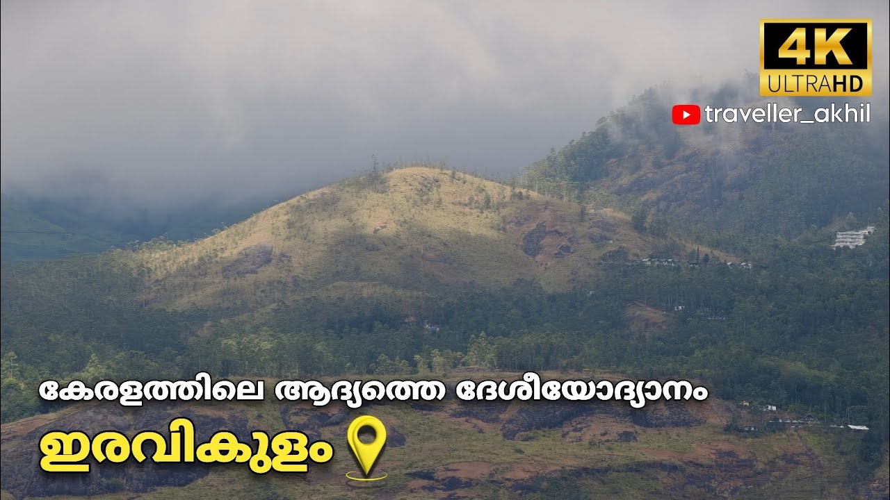 വരയാട് ഏറ്റവും കൂടുതലുള്ള സ്ഥലം | ഇരവികുളം | മൂന്നാർ | ഇടുക്കി #nature #idukkidiaries #travel 