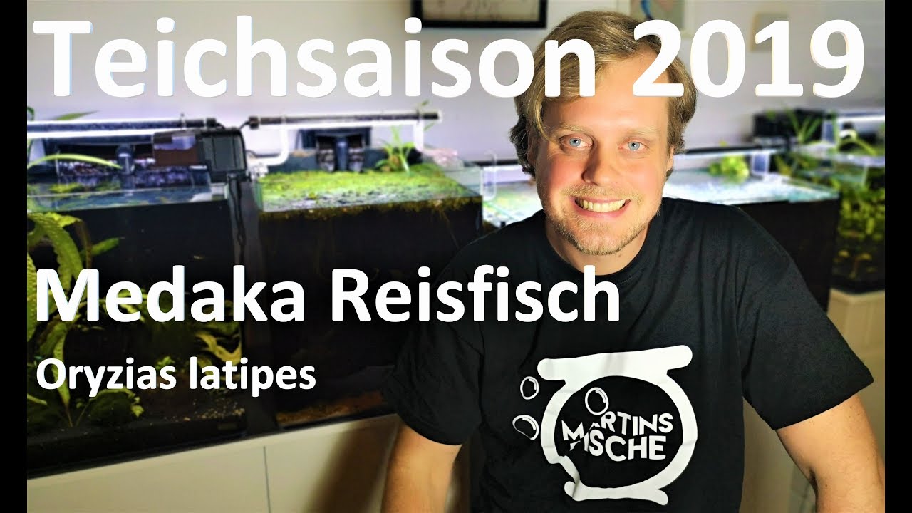 Outdooraquaristik 2019 - Medaka Reiskärpflinge im Fassteich