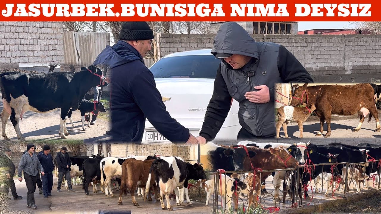 JASURBEK😳F💥YANGI P✊ONA BOLA SGIRLAR🏃NARXLAR XARDOYIM ARZON🚘DASTAFKASI BOR🔥🏃