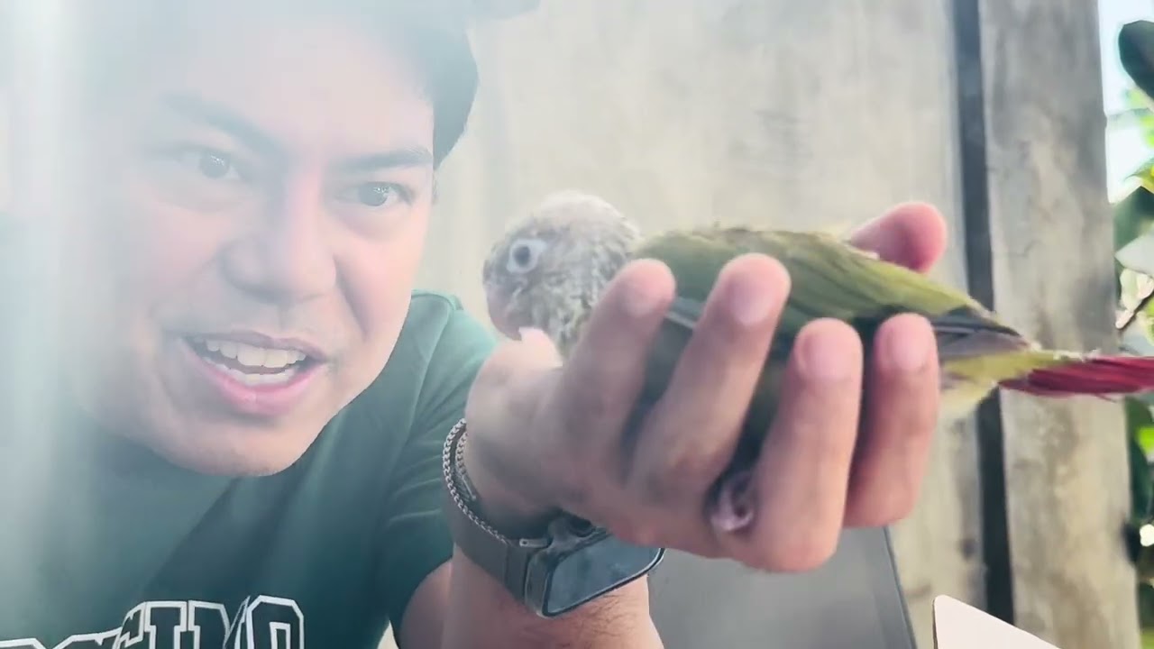VlogVloggan: Day 4 Hand Feeding Matcha Our Green Cheek Conure Parrot with Kaia