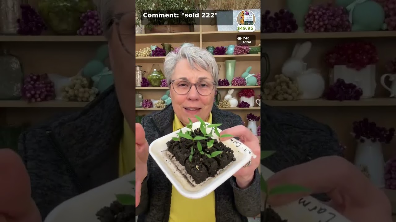 Marigolds and Gomphrena! Flower Gardening Show with Lisa Mason Ziegler #urbanflowerfarm