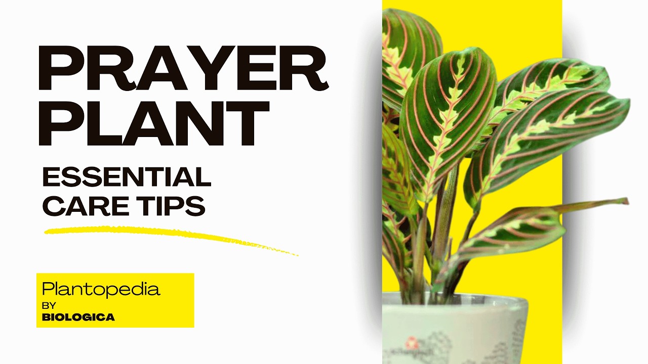 Stop Prayer Plant Leaf Curl: 3 Rules for Perfect Movement
