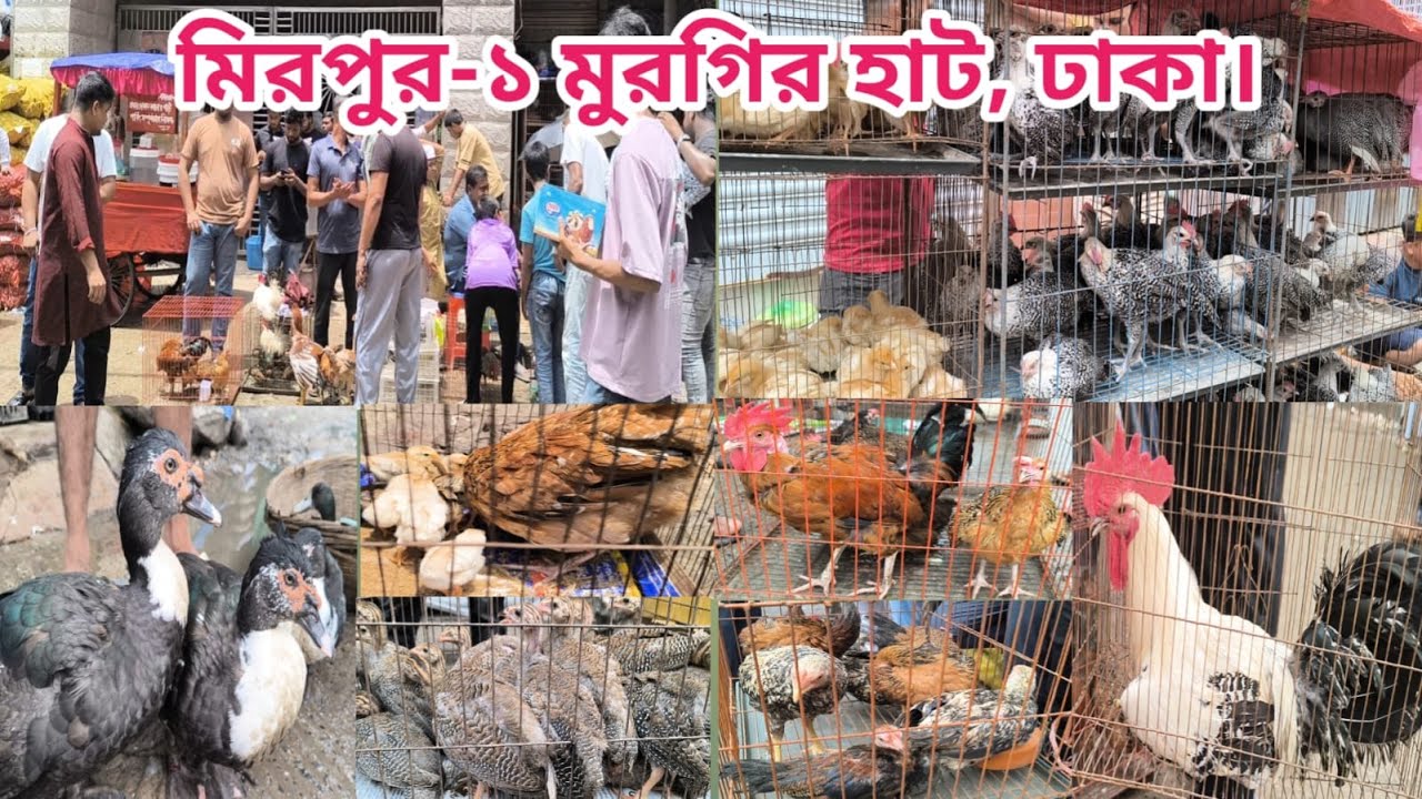 417 Mirpur 1 chicken hut। fancy murga। বাচ্চা সহ দেশি মুরগি। chicken price । Shorif & Chicken BD।