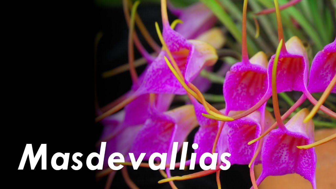 Orquídea Masdevallia