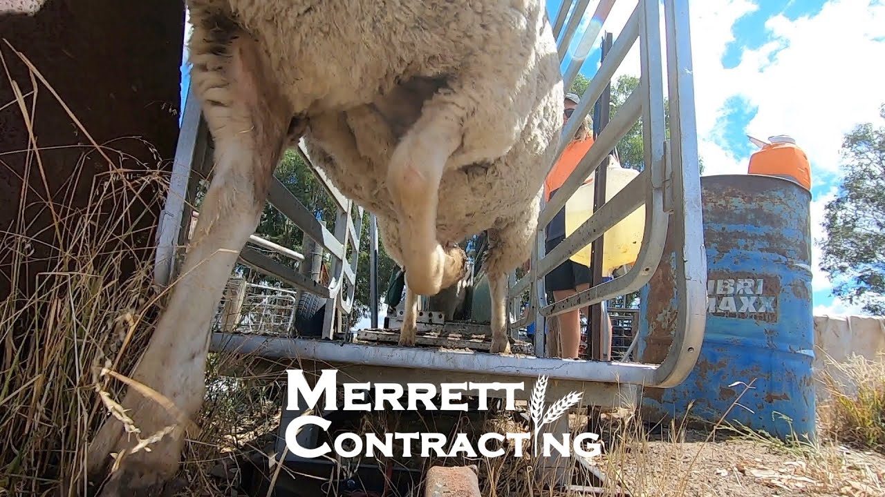 It's Sheep Work Time! | Australian Sheep Farm