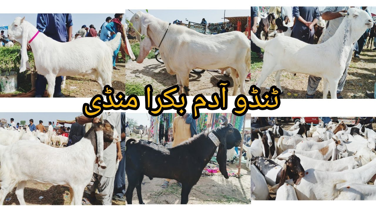 Tando Adam bakra mandi New latest Todey Update 3 28 2026 