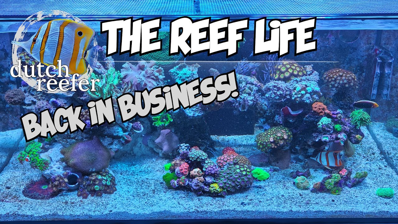 THE REEF LIFE is Back in Business!