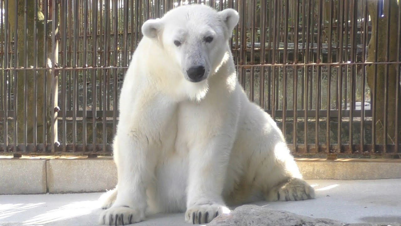 しろくまピースがめちゃくちゃ幸せそうな表情に♪とべ動物園にて