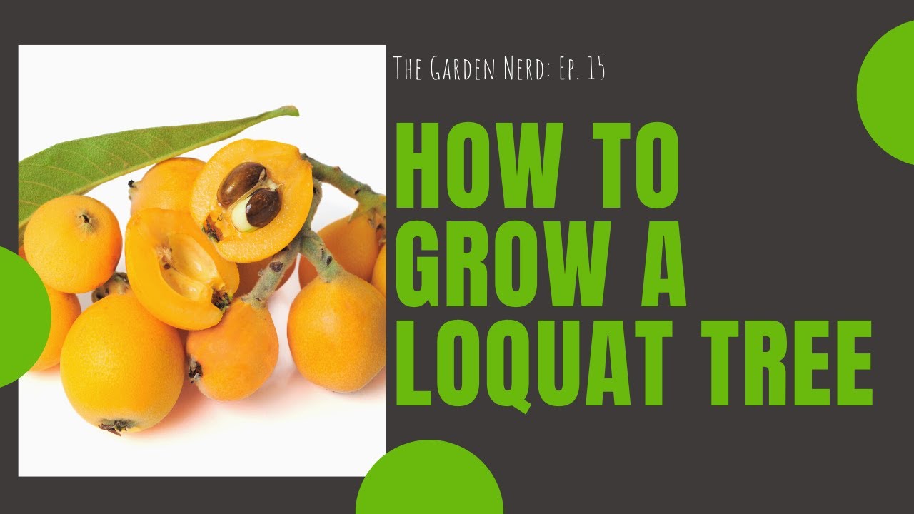 How To Grow a Loquat Tree