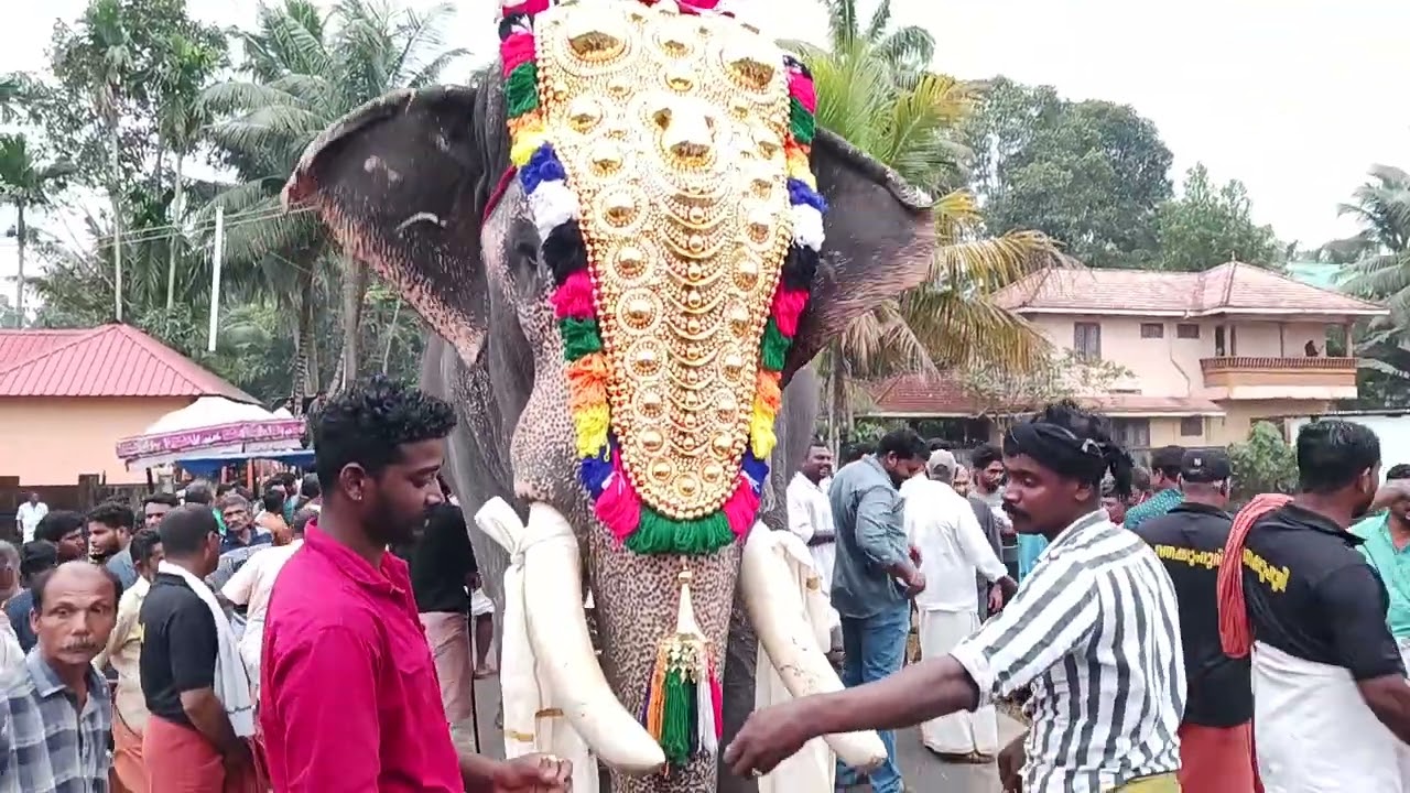 Elephant Thottakad Kannan | kerala elephant | temple Aaratt |