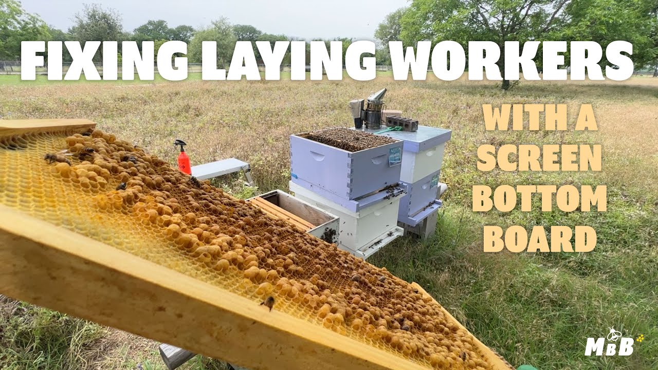 Fixing Laying Worker Colonies is Easy