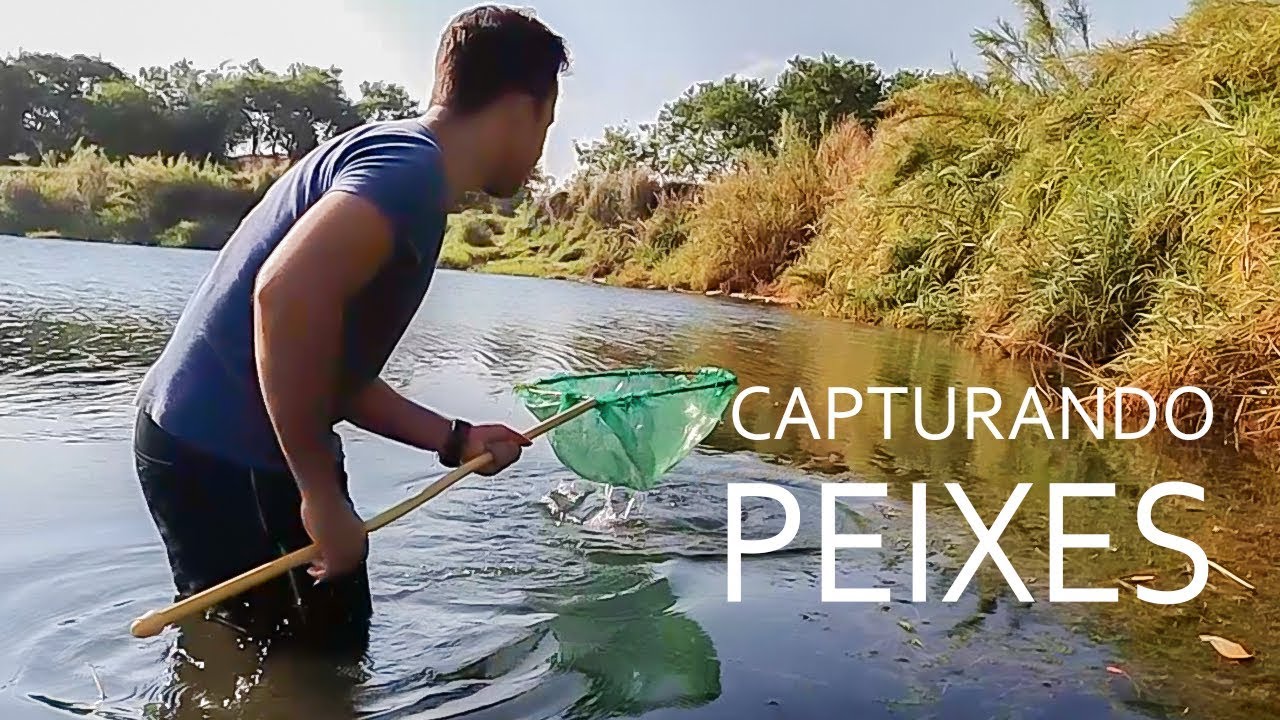 Como capturar Guppys