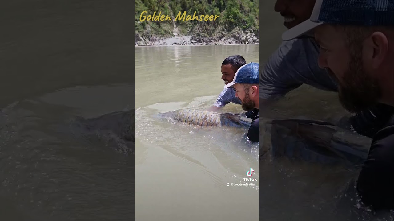 Golden Mahseer catch & release - The Greatest Fish #goldenmahseer #catchandrelease