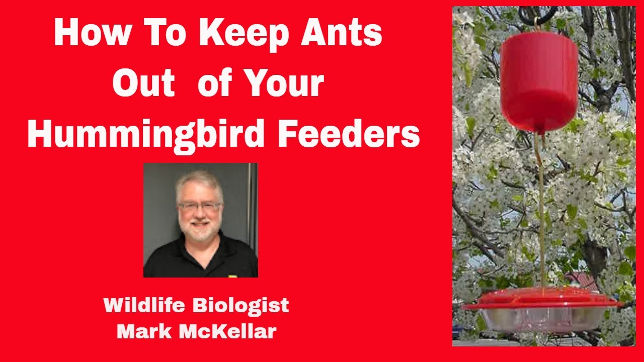 How To Keep Ants Out of My Hummingbird Feeders