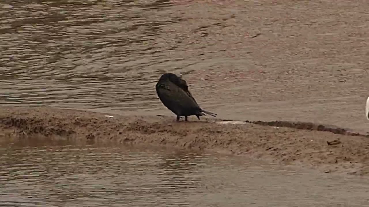Cormorant in Bridlington