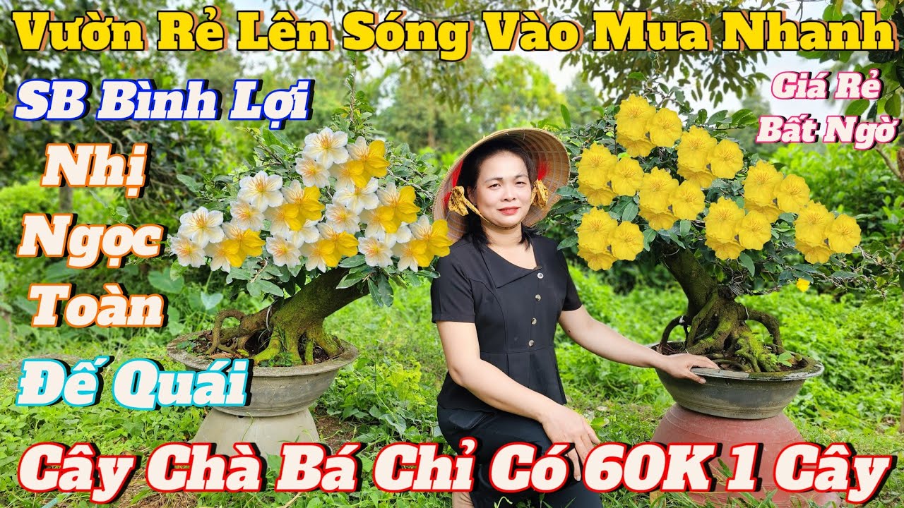 16/1☎️Mai Vàng Giá Rẻ☎️0939257977 Chị Thư☎️Vườn Rẻ Lên Sóng Xã Hàng Giá Mềm Vào Xem Mua Nhanh Tay