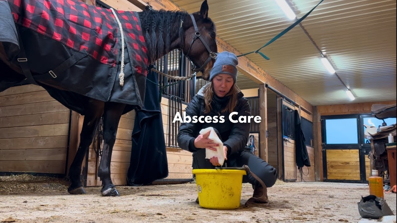 New Horse has an Abscess. Heres How I Treat & Clean it